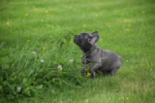 Bouldogue Francais (teef) 34460