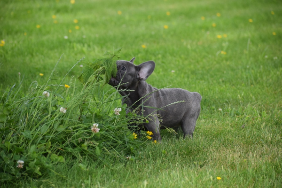 Bouldogue Francais (teef) 34460