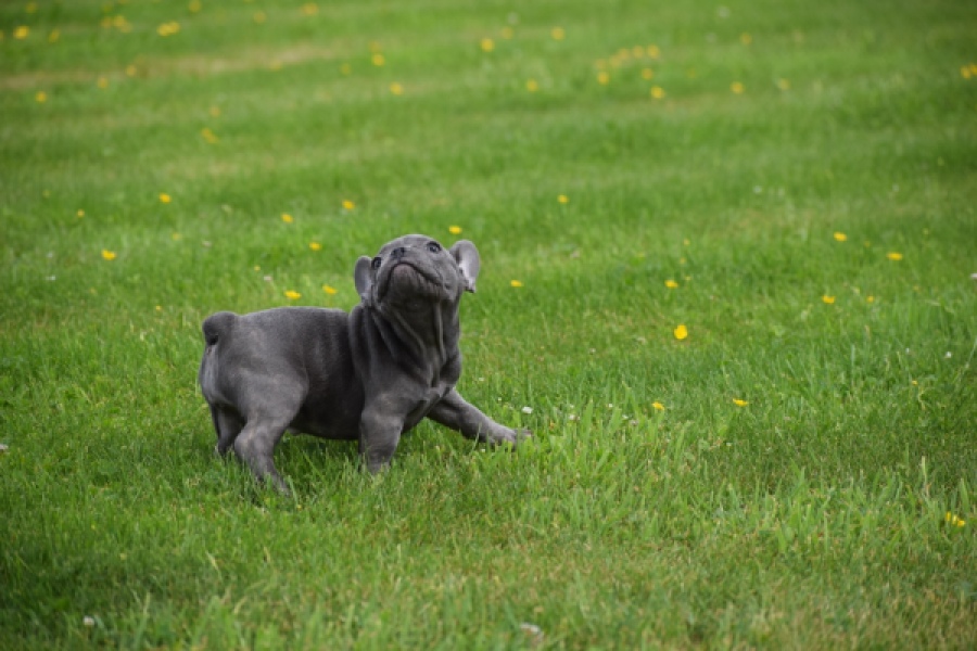 Bouldogue Francais (teef) 34460