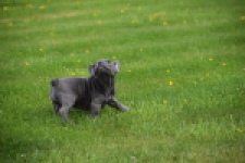 Bouldogue Francais (teef) 34460