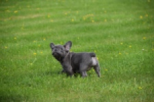 Bouldogue Francais (teef) 34460