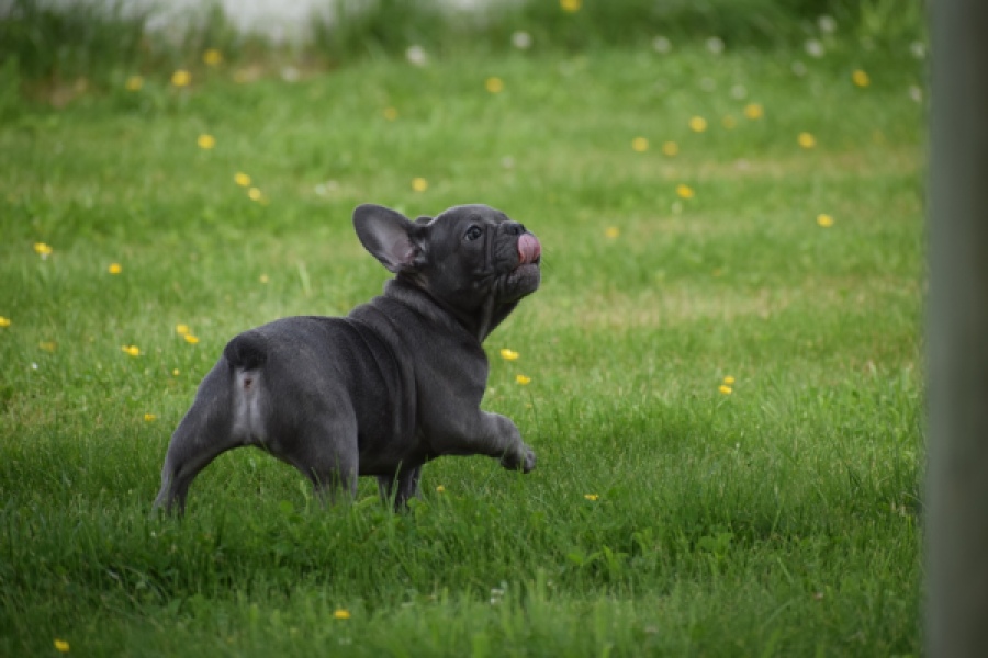 Bouldogue Francais (teef) 34460