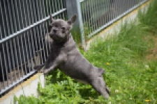 Bouldogue Francais (teef) 34460