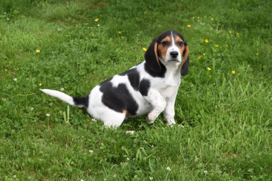 Beagle (reu) 29176