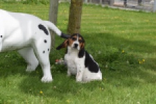 Beagle (reu) 29176