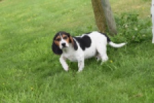 Beagle (reu) 29176