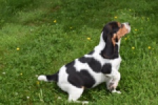 Beagle (reu) 29176