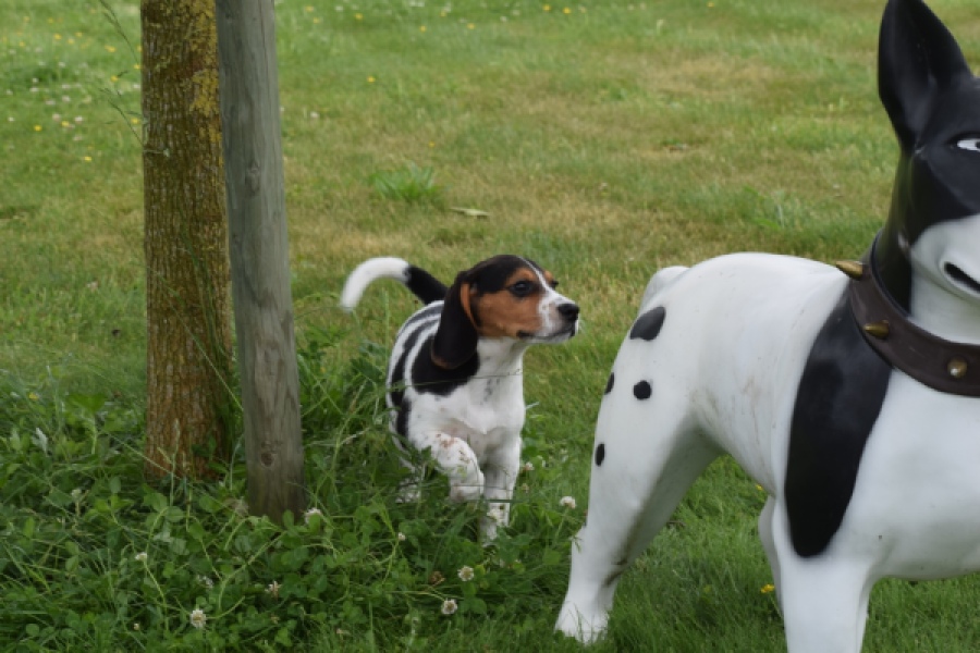 Beagle (reu) 29176