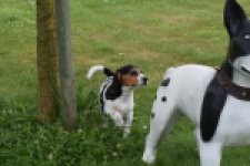 Beagle (reu) 29176