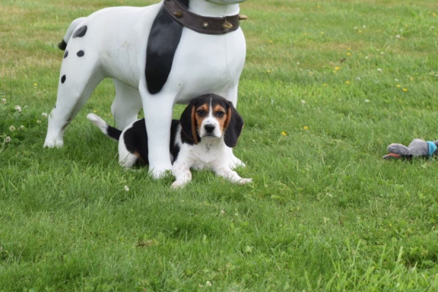 Beagle (reu) 29176