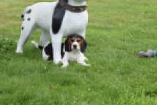 Beagle (reu) 29176