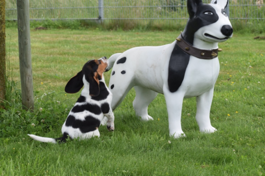 Beagle (reu) 29176