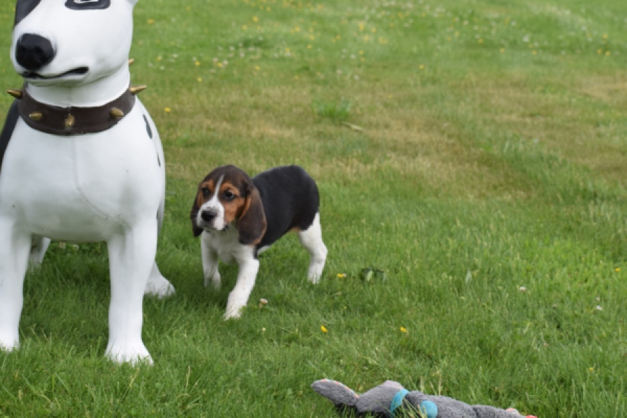 Beagle (reu) 29164