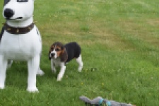 Beagle (reu) 29164