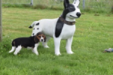 Beagle (reu) 29164