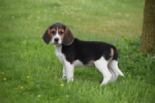 Beagle (reu) 29164
