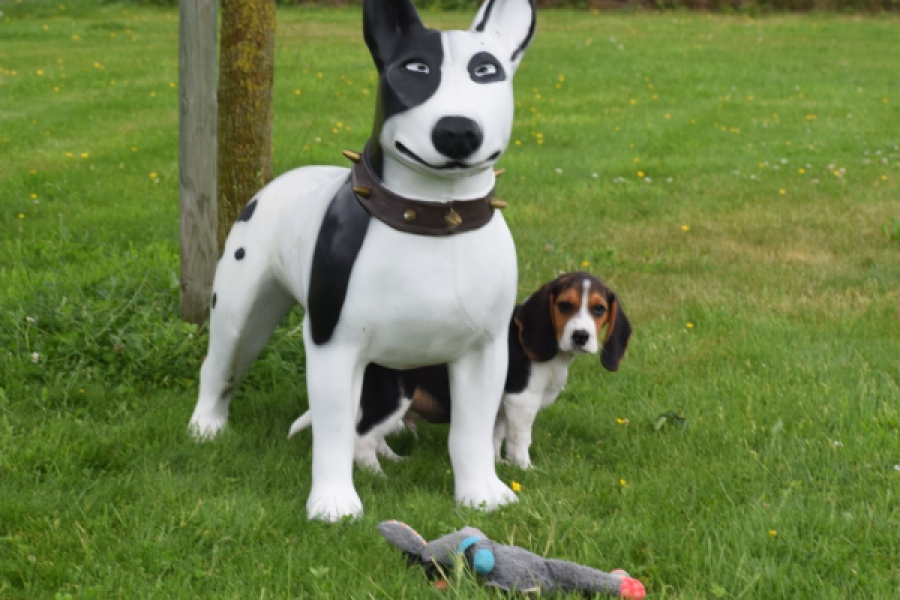 Beagle (reu) 29173