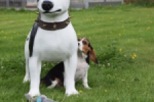 Beagle (reu) 29173
