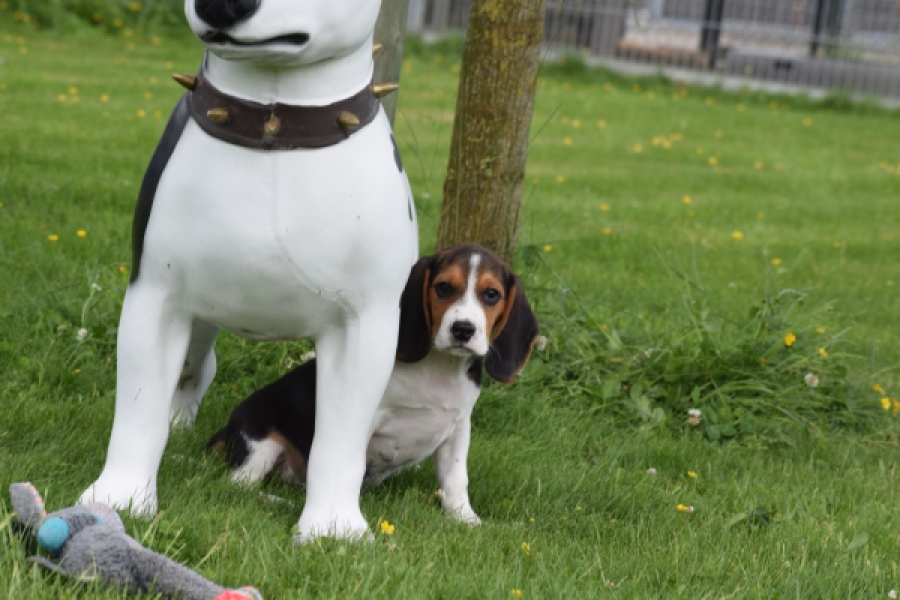 Beagle (reu) 29173