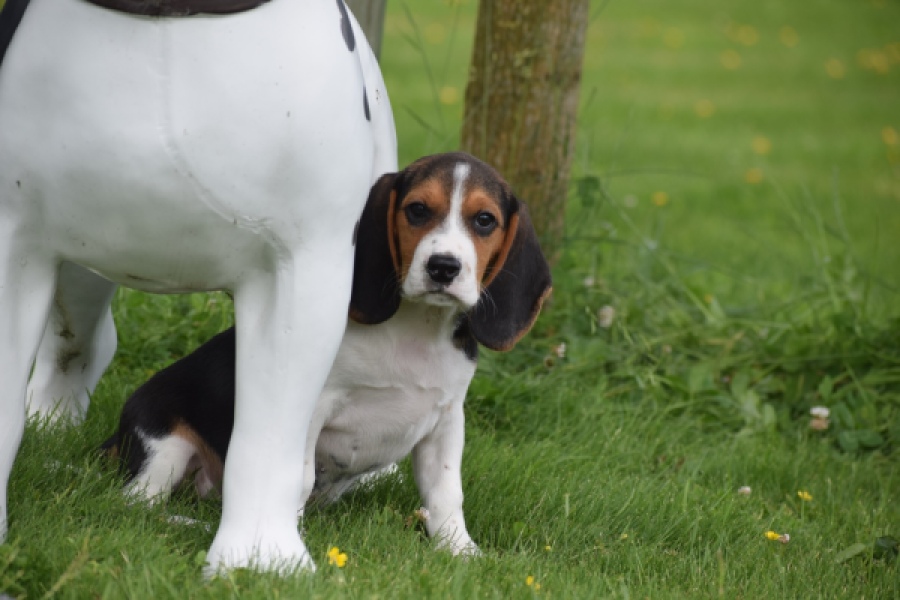 Beagle (reu) 29173