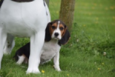 Beagle (reu) 29173