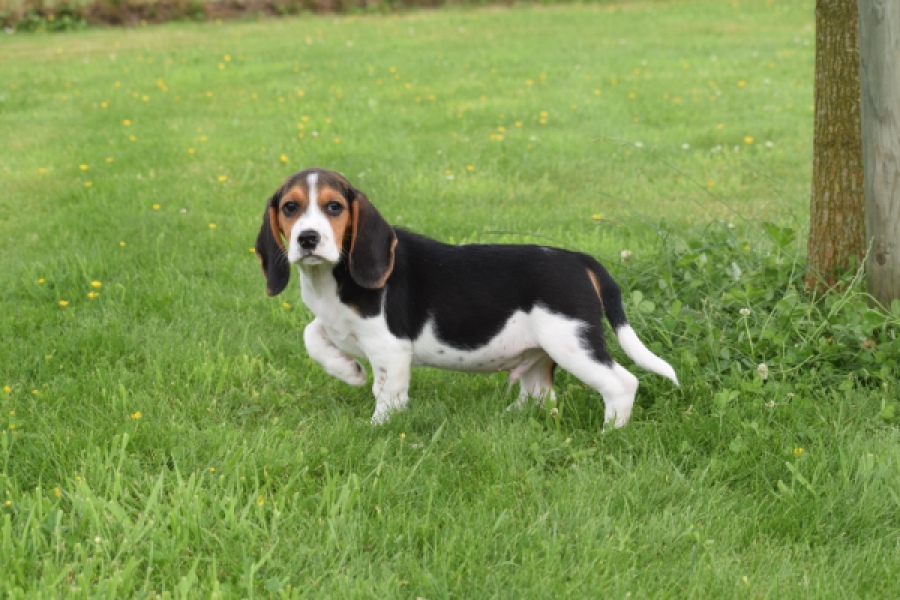 Beagle (reu) 29173