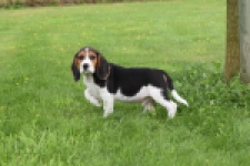 Beagle (reu) 29173