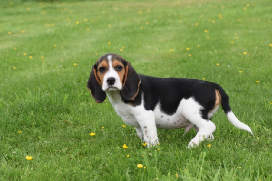 Beagle (reu) 29173