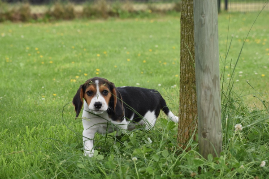 Beagle (reu) 29173