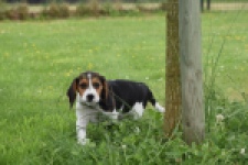 Beagle (reu) 29173