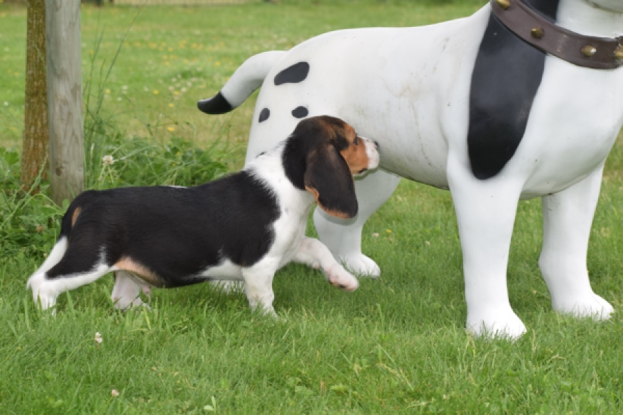 Beagle (reu) 29173