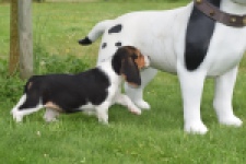Beagle (reu) 29173