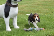 Beagle (reu) 29173