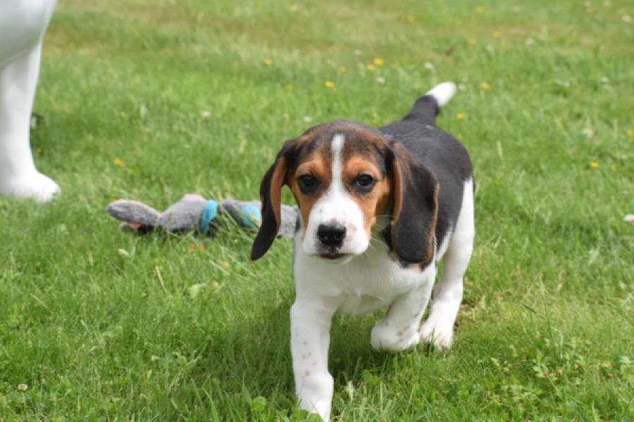 Beagle (reu) 29173