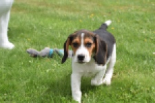 Beagle (reu) 29173