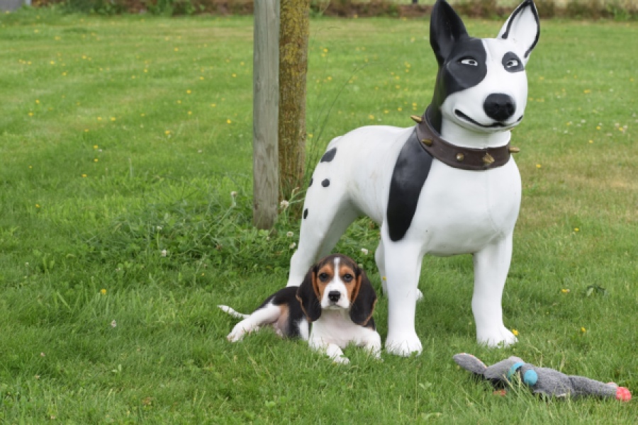 Beagle (reu) 29173