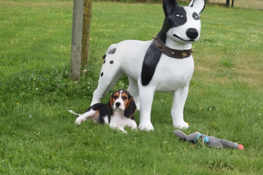 Beagle (reu) 29173
