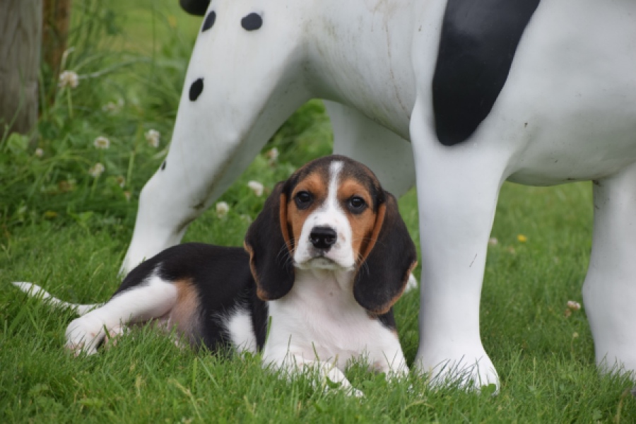 Beagle (reu) 29173