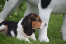Beagle (reu) 29173