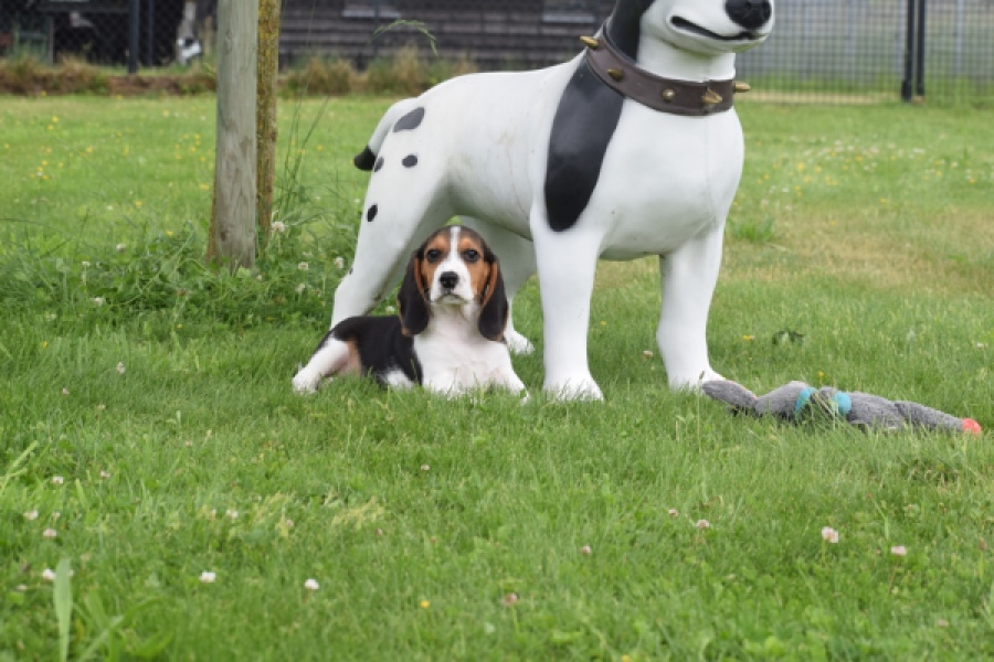 Beagle (reu) 29173
