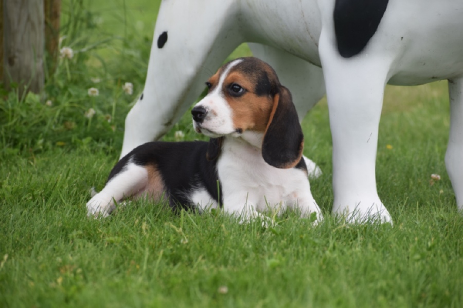 Beagle (reu) 29173
