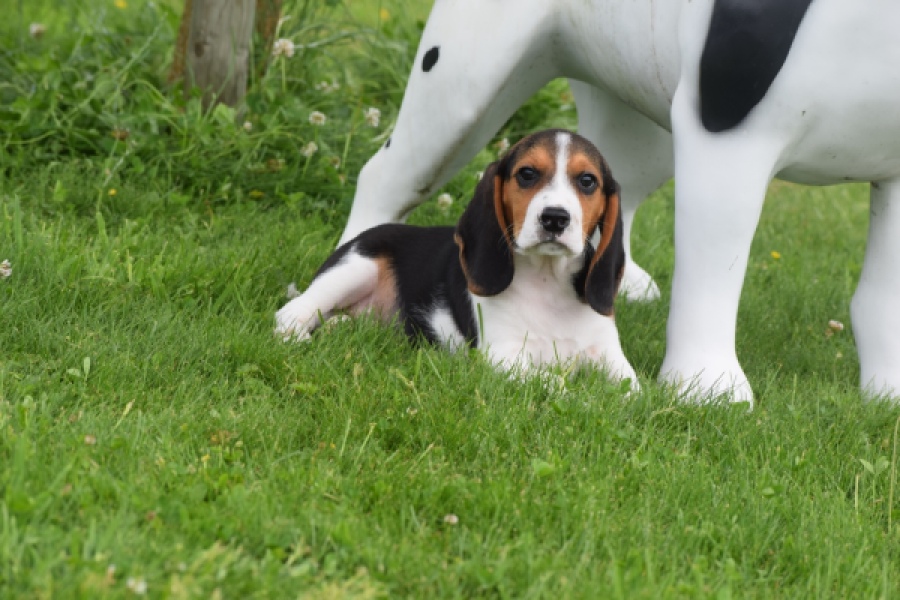 Beagle (reu) 29173