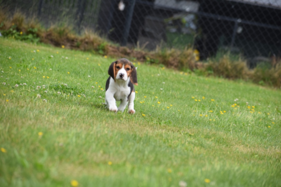 Beagle (teef) 29211
