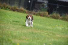 Beagle (teef) 29211