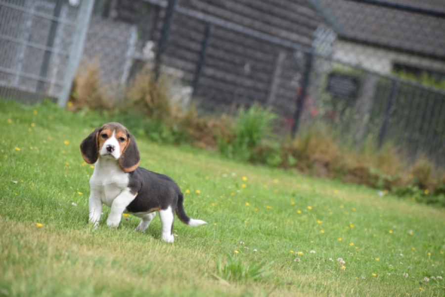 Beagle (teef) 29211