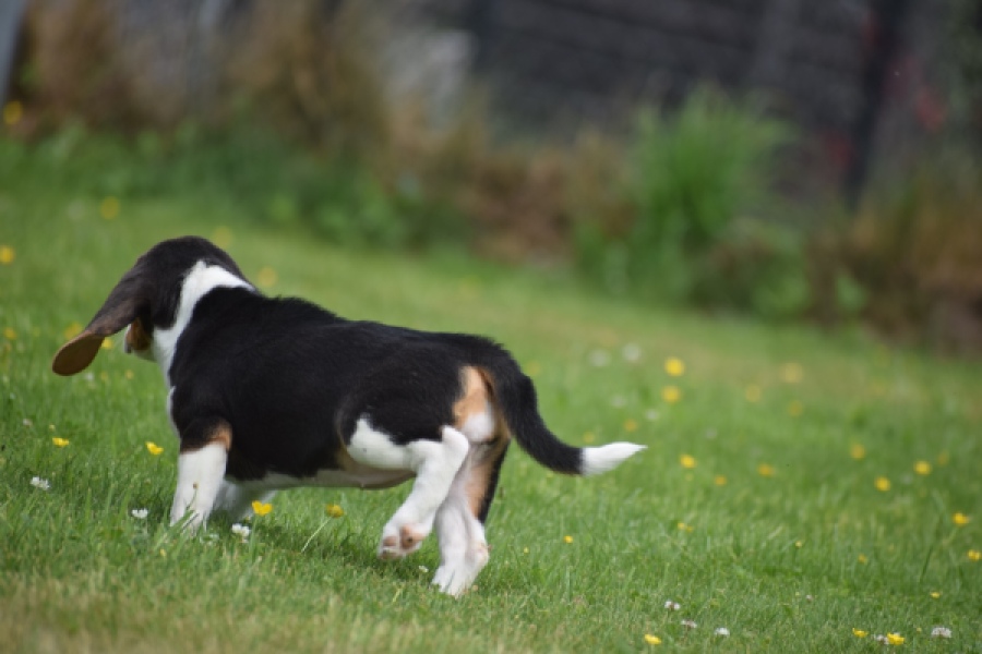 Beagle (teef) 29211