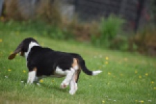 Beagle (teef) 29211