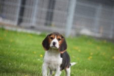 Beagle (teef) 29211