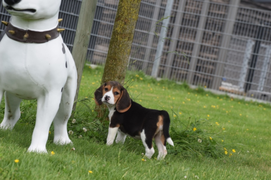 Beagle (teef) 29211
