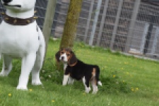Beagle (teef) 29211